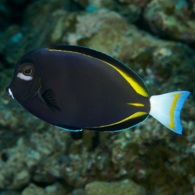 Samtdoktorfisch - Acanthurus nigricans