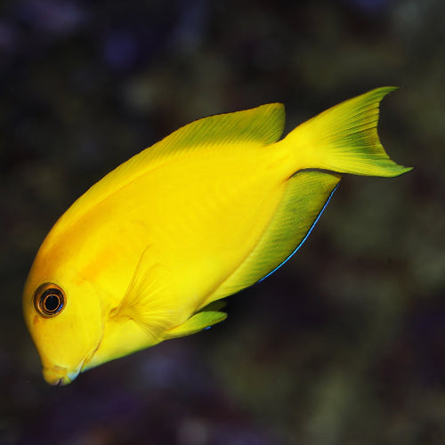 Orangefleck Doktorfisch