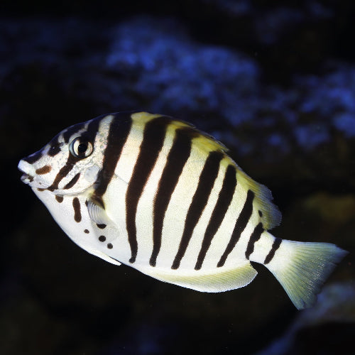Schwarzstreifen Doktorfisch - Acanthurus polyzona