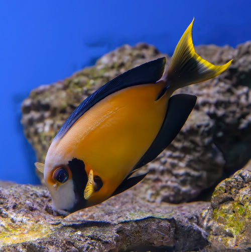 Schokoladen Doktorfisch - Acanthurus pyroferus