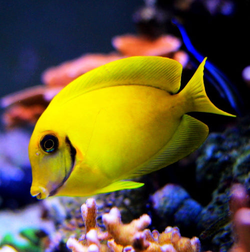 Schokoladen Doktorfisch - Acanthurus pyroferus