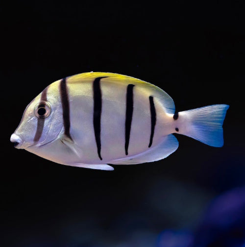 Gitter Doktorfisch - Acanthurus triostegus