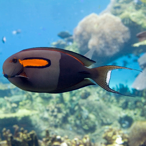 Orangefleck Doktorfisch