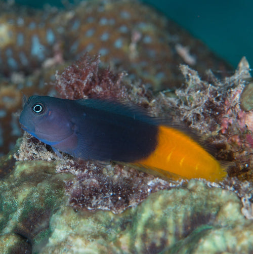 Zweifarbenschleimfisch - Ecsenius bicolor