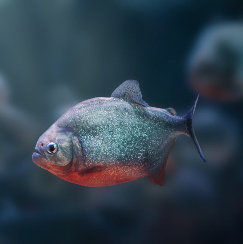Roter Piranha - Serrasalmus nattereri