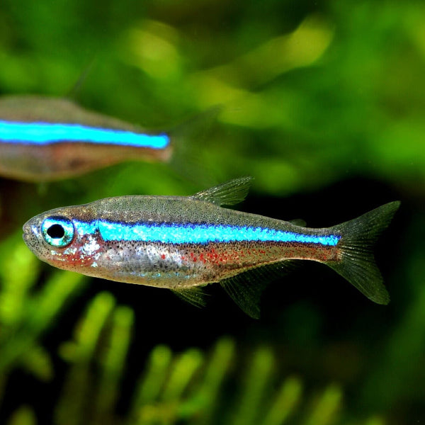 Blauer Neon - Paracheirodon simulans