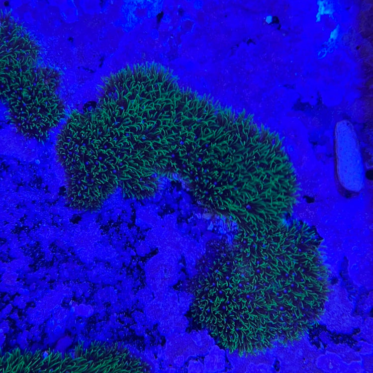Affenhaar - Briareum sp. "neon grün" Ableger Aqua Planet