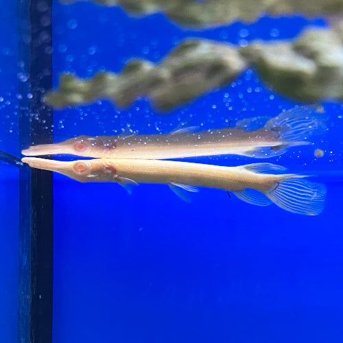 Alligatorhecht - Atractosteus spatula "Albino"