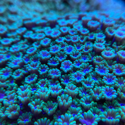 Margeritenkoralle - Alveopora sp. "grün" Ableger Aqua Planet
