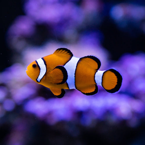 Falscher Clownfisch - Amphiprion ocellaris "Nachzucht"
