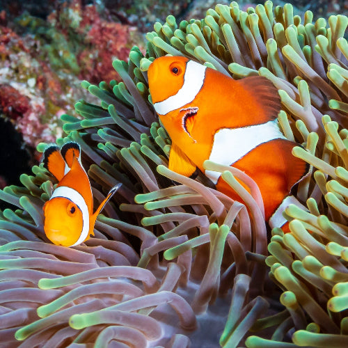 Falscher Clownfisch - Amphiprion ocellaris "Nachzucht Paar"
