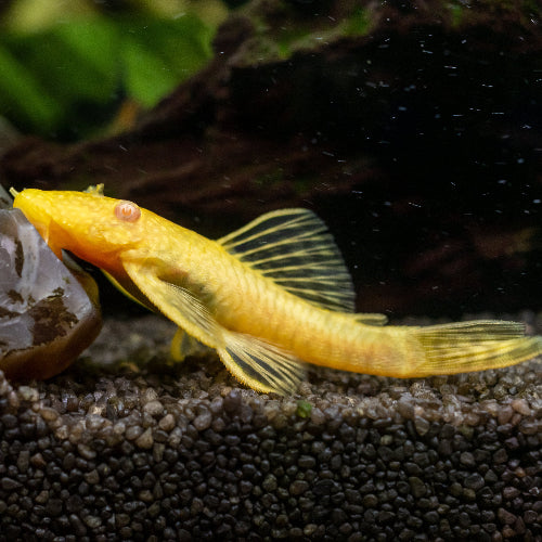 Antennenwels - Ancistrus sp. "Gold Albino"