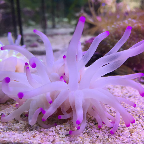 Karibische Goldrose - Condylactis gigantea "Weiss/Lila"