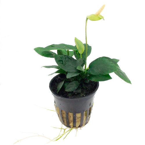 Zwergspeerblatt – Anubias barteri var. nana