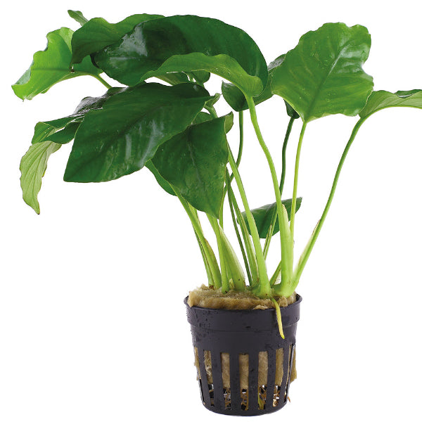 Speerblatt – Anubias barteri var. barteri