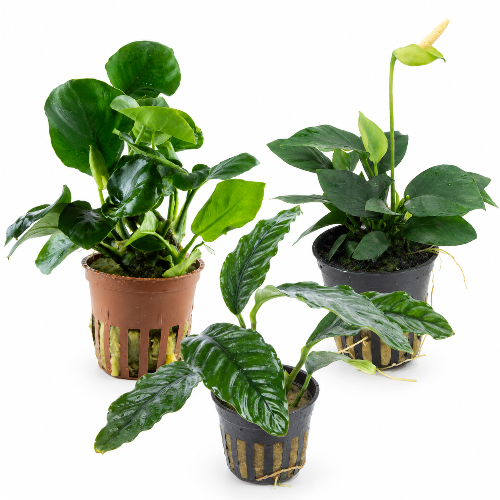Anubias Mix 3 Stück