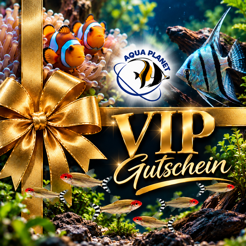 Gutschein VIP