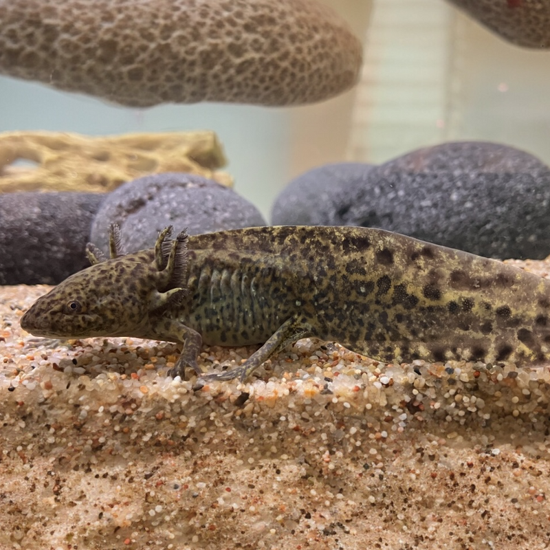 Axolotl - Ambystoma mexicanum "Grau"