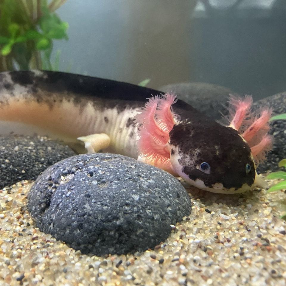 Axolotl - Ambystoma mexicanum "Harlekin dunkel"