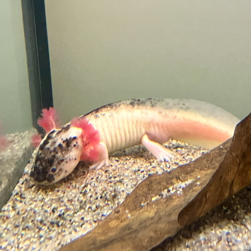 Axolotl - Ambystoma mexicanum "Harlekin hell"