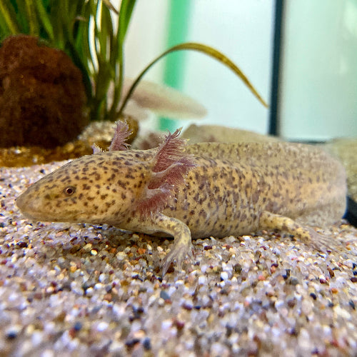 Axolotl - Ambystoma mexicanum "Kupfer" "Copper"