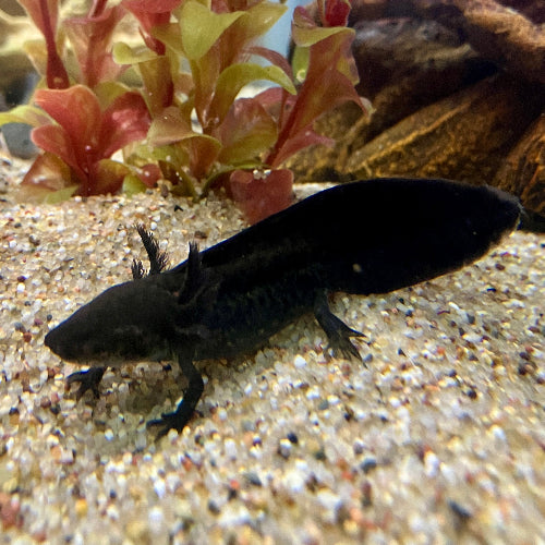 Axolotl - Ambystoma mexicanum "Black Devil"