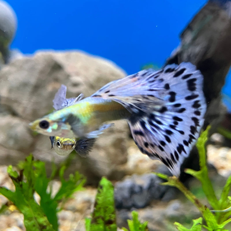 Guppy Männchen - Poecilia reticulata "Blue Elephant Ear“