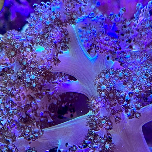 Bäumchenweichkoralle - Capnella sp. "neon grün" Ableger Aqua Planet