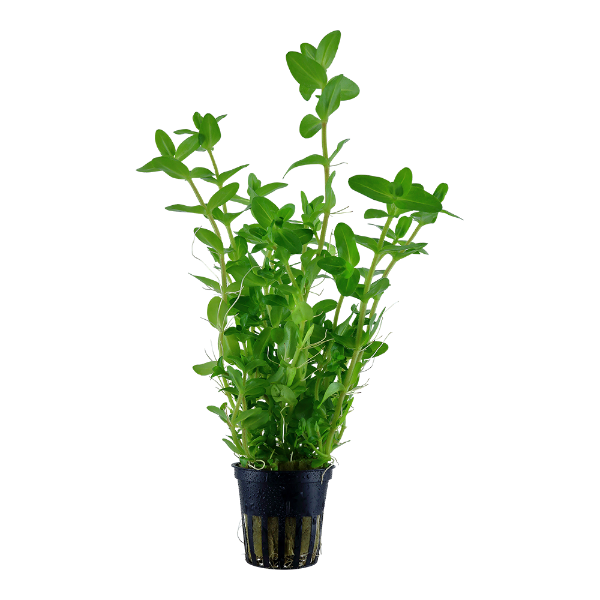 Großes Fettblatt – Bacopa caroliniana
