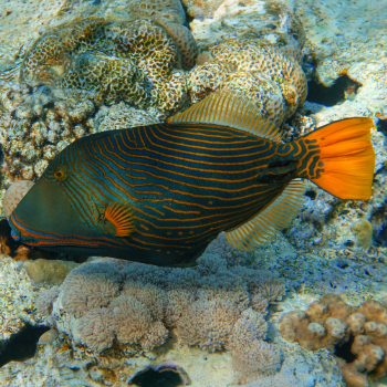 Orangestreifen Drückerfisch