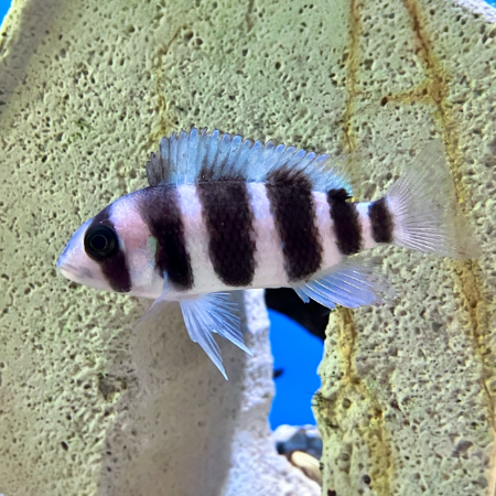 Tanganjika Beulenkopf - Cyphotilapia frontosa "Blue Cape Kabogo"