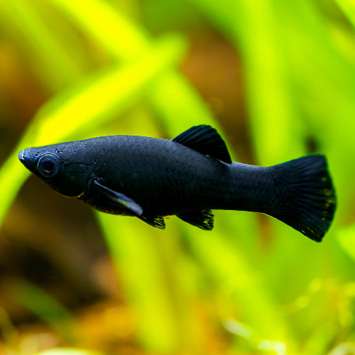 Black Molly - Poecilia sphenops