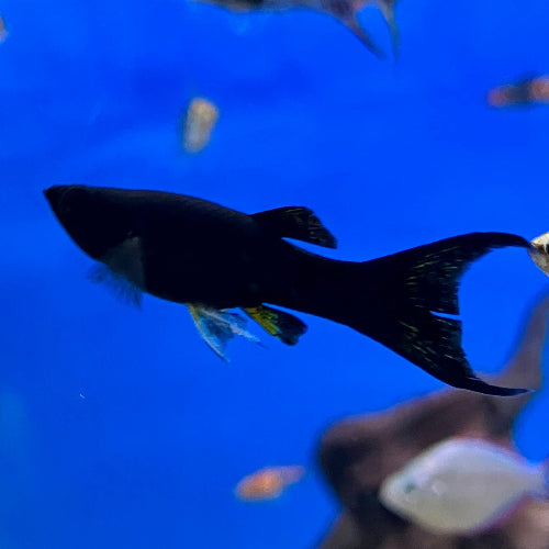 Black Molly - Poecilia sphenops "Schleier"