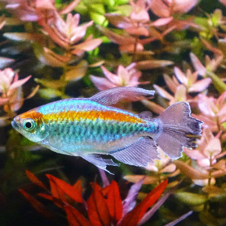 Blauer Kongosalmler - Phenacogrammus interruptus