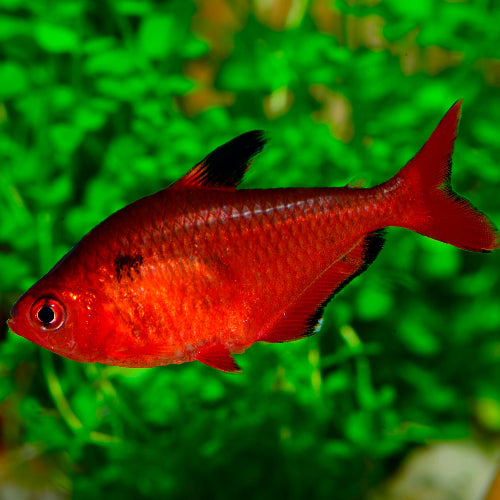 Blutsalmler - Hyphessobrycon eques "Super Red"