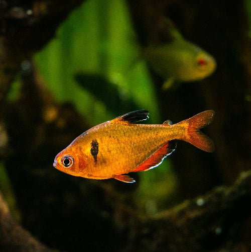 Blutsalmler - Hyphessobrycon eques