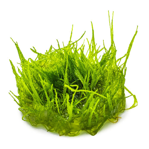 Bogor Moos – Taxiphyllum sp. &