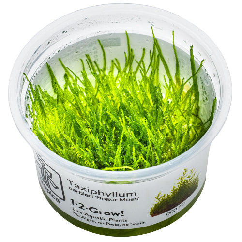 Bogor Moos – Taxiphyllum sp. &