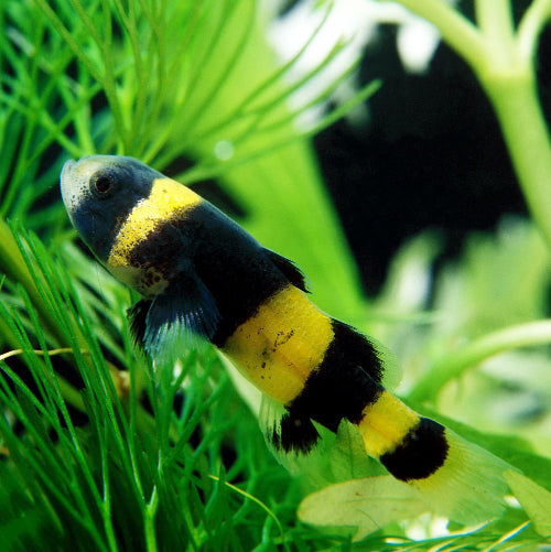 Goldringelgrundel - Brachygobius xanthozona (doriae)