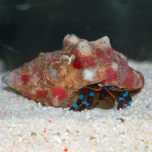 Blauer Halloween Einsiedlerkrebs - Calcinus elegans