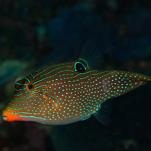 Falschaugen Kugelfisch - Canthigaster papua