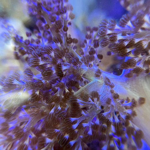 Bäumchenweichkoralle - Capnella sp. Ableger Aqua Planet
