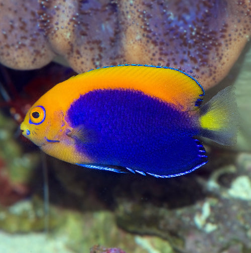 Orangerücken Zwergkaiserfisch - Centropyge acanthops