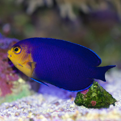 Blauer Zwergkaiserfisch