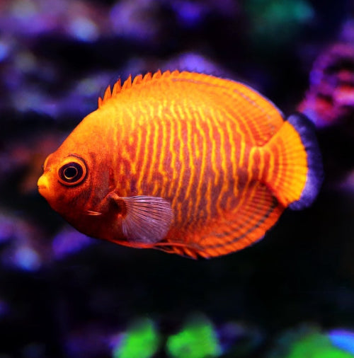 Goldstreifen Zwergkaiserfisch - Centropyge aurantia