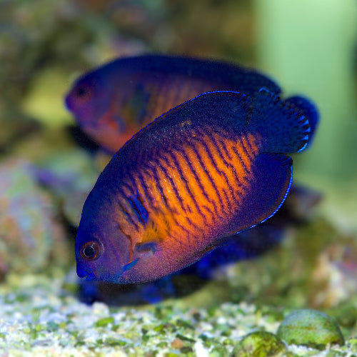 Streifen Zwergkaiserfisch - Centropyge bispinosa PAAR