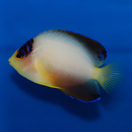 Vielfarben Zwergkaiserfisch - Centropyge multicolor
