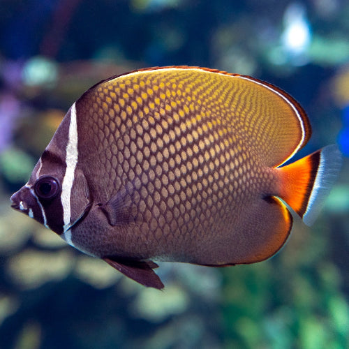 Halsband Falterfisch - Chaetodon collare