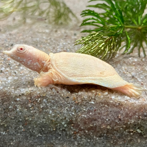 Chinesische Weichschildkröte - Pelodiscus sinensis "albino"