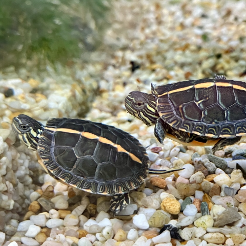 Rückenstreifen Zierschildkröte - Chrysemys dorsalis CB25
